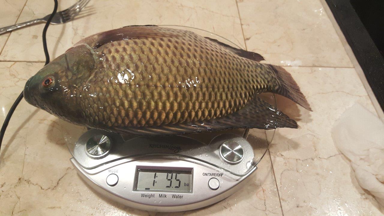 Attached picture Tilapia 11-2015 small.jpg